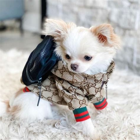 dog jacket gucci|gucci raincoat for dogs.